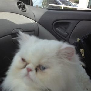 Meet your Posher, Mark